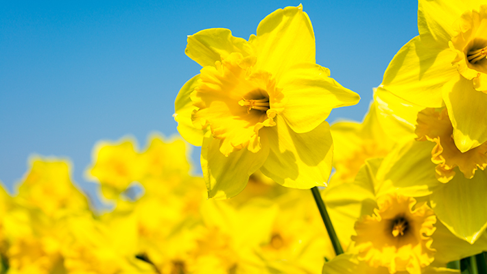 Daffodil Day 2026: A Symbol of Hope